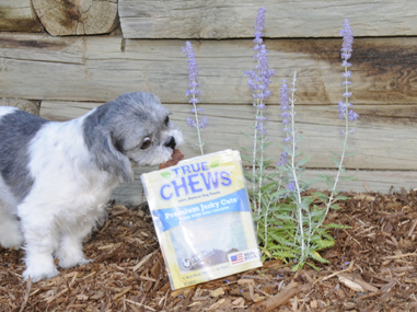 a shih tzu taking dog jerky from a True Chews bag. 