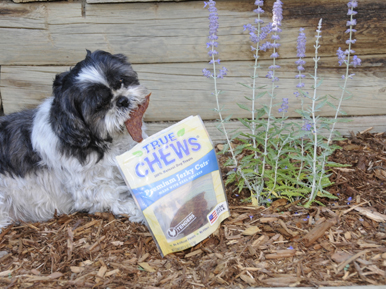 Dottie shih tzu eating chicken jerky from True Chews bag.