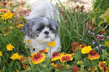 A shih tzu investigates blanket flowers (Gaillardia).