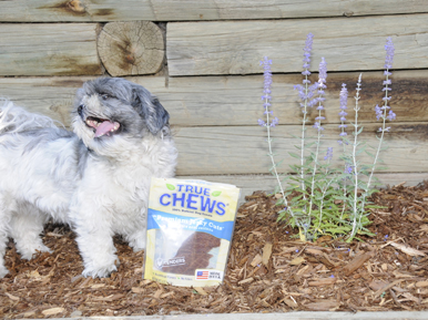 Flower shih tzu with a True Chews dog jerky bag