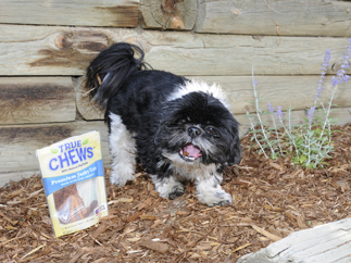 A shih tzu taking dog jerky from a True Chews bag. 