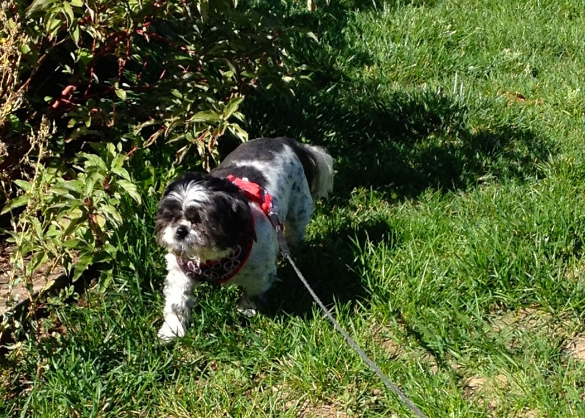 Dottie on walk.