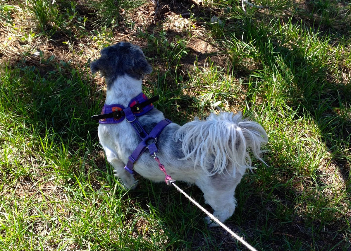 Dottie on walk.