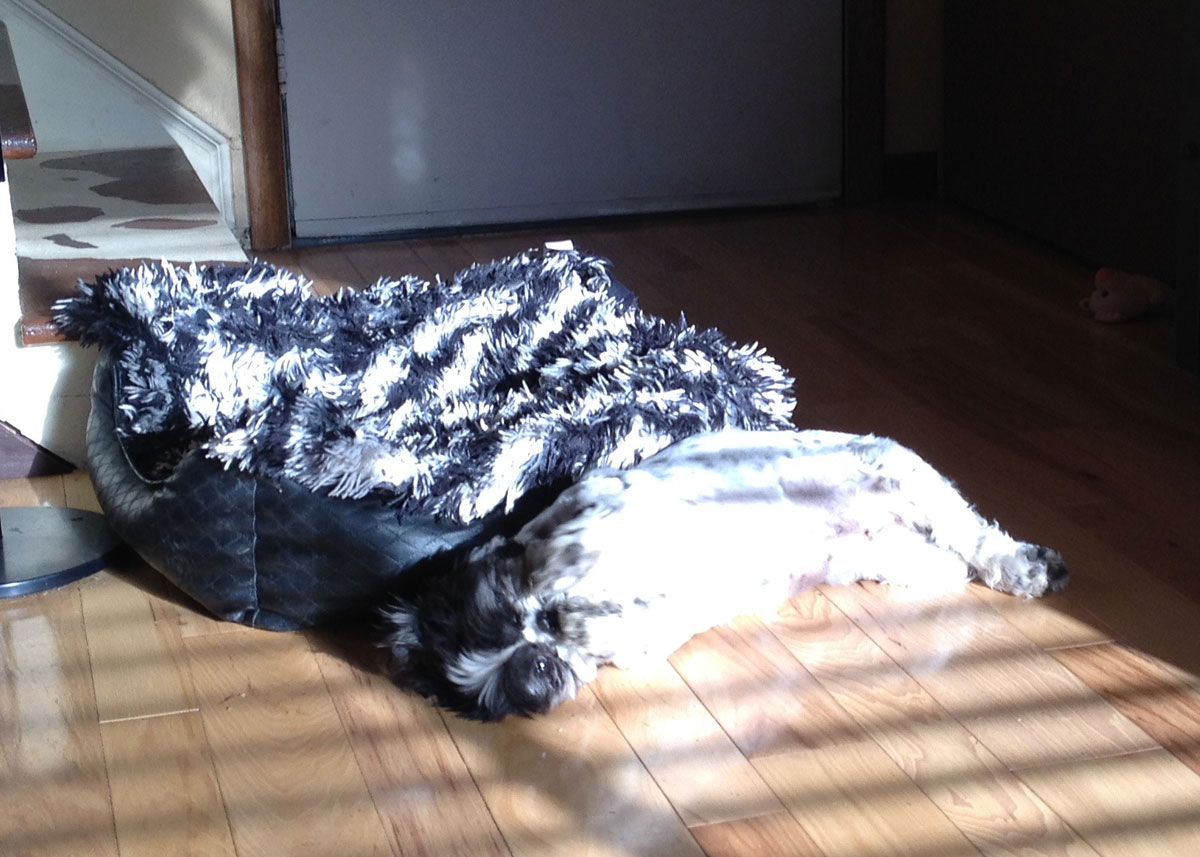 Flower warms her tummy in the sunshine.