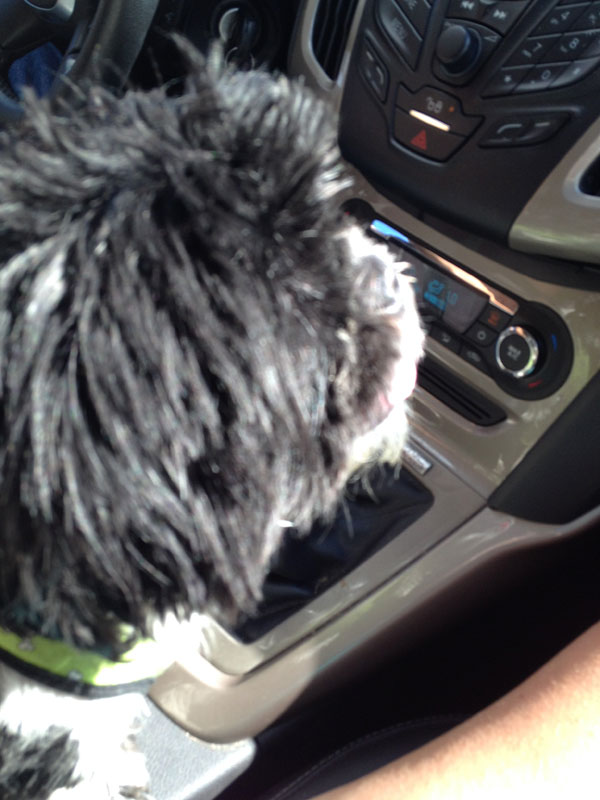 Nigel between Mom and Dad, anxious to get to Majestic View Nature Center.