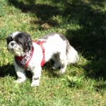 Dottie on walk.