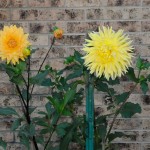 Backyard sunset dahlias.