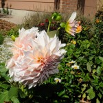 Front yard back-to-back dahlias.
