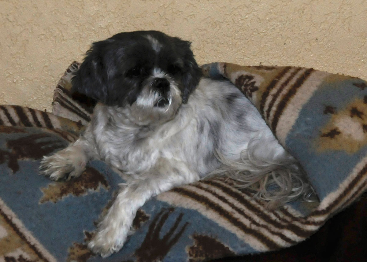 Flower on the back of her love seat.