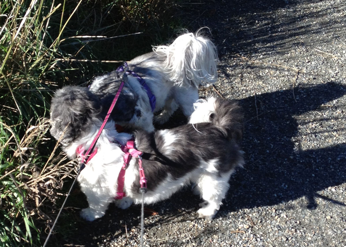Candy and Flower on walk.