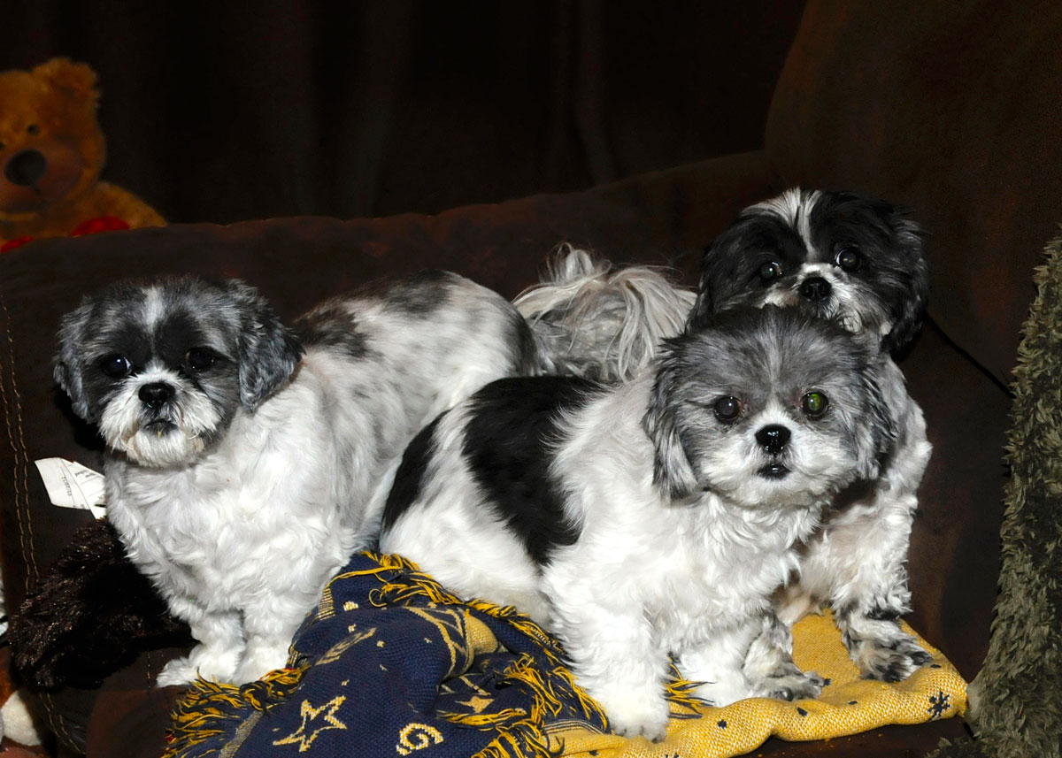 The shih tzu sisters on the couch.