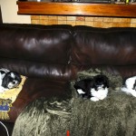 All four shih tzus on the couch.
