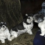 The female shih tzus are getting used to John.
