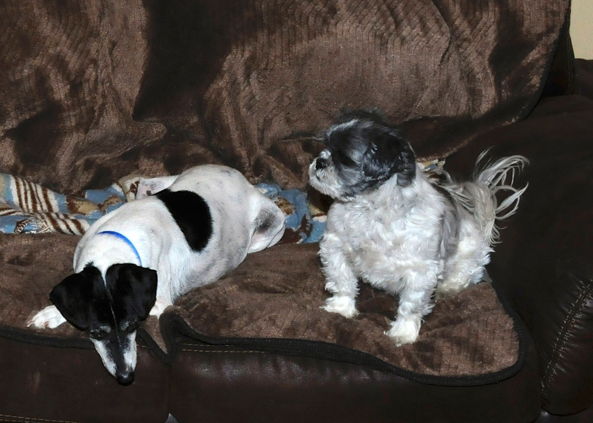 Flower and Buddy on the couch.