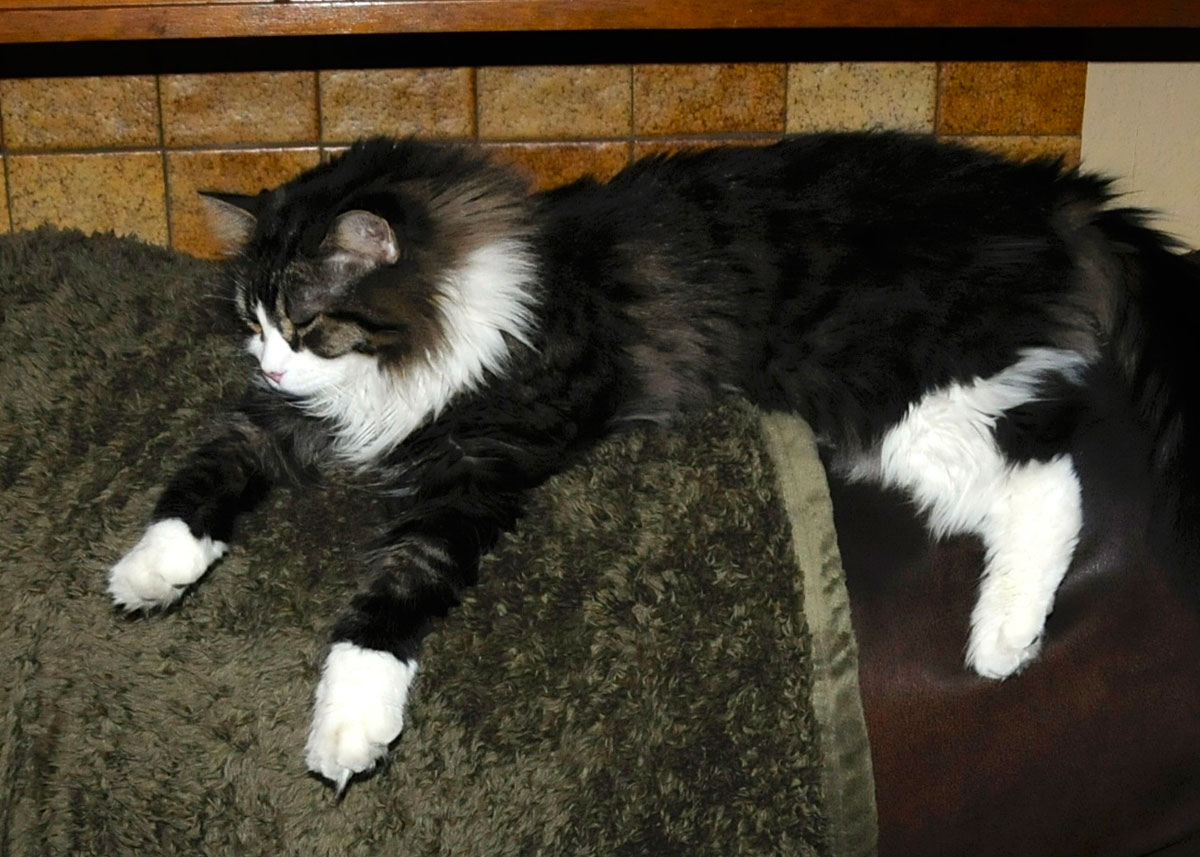 The sublime Spot Collins on back of couch.