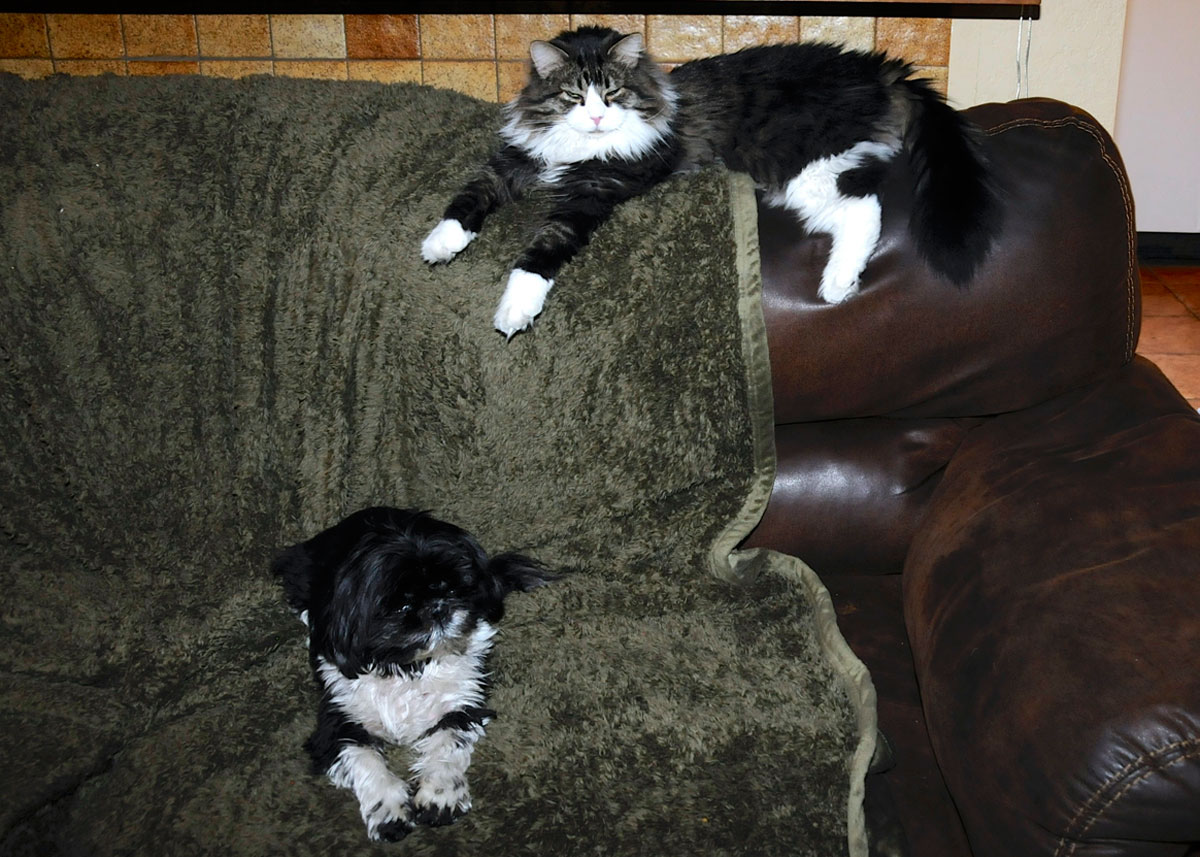 Spot Collins and Nigel on the couch.