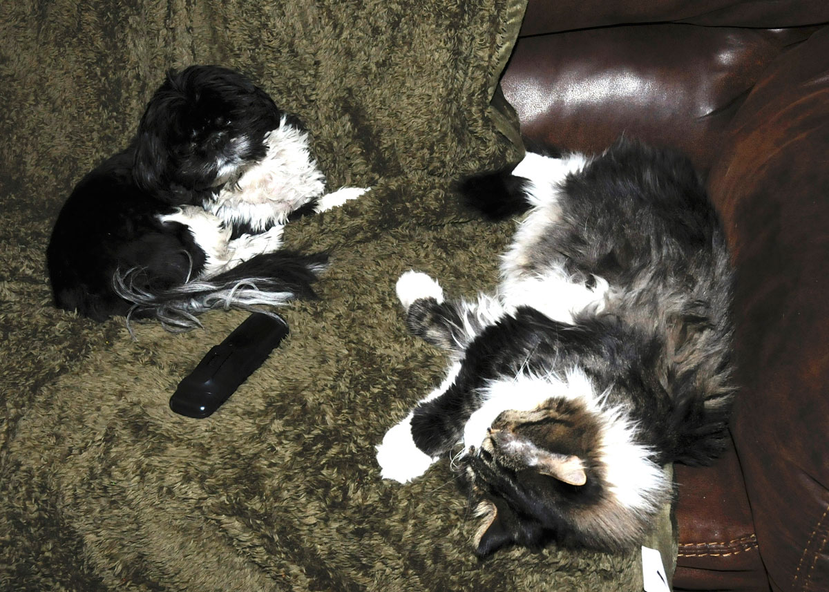 Spot Collins and Nigel on the couch.