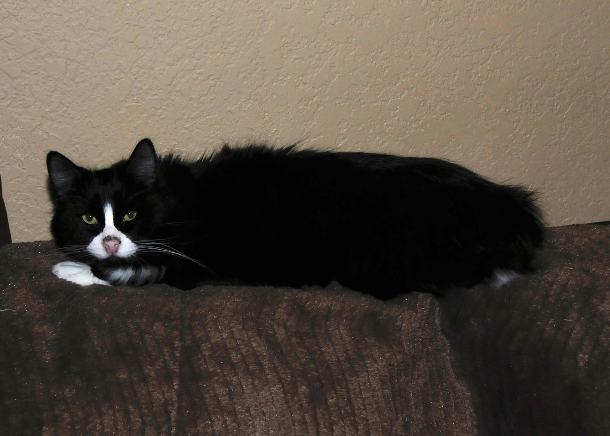 Panda on the couch.