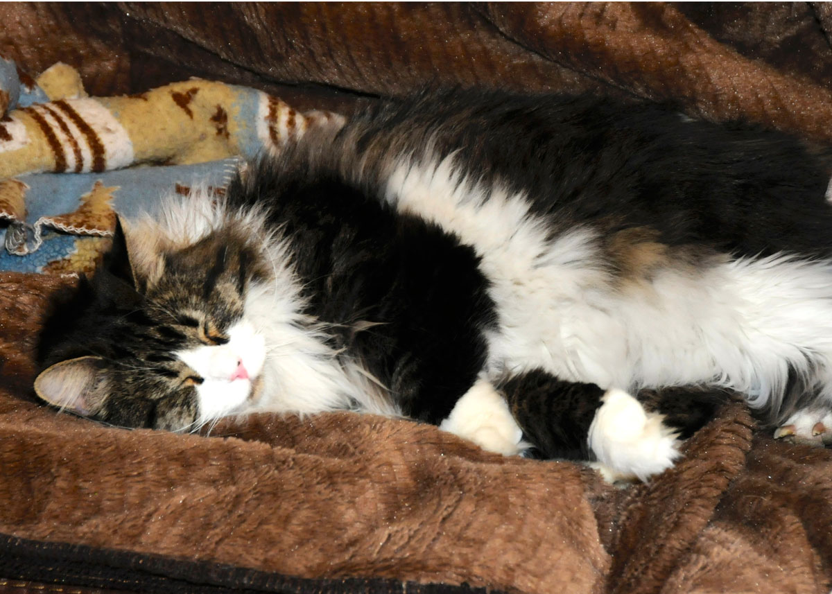 Spot Collins reclining on the couch.