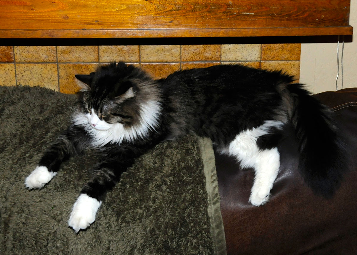 Spot Collins reclining on the couch.
