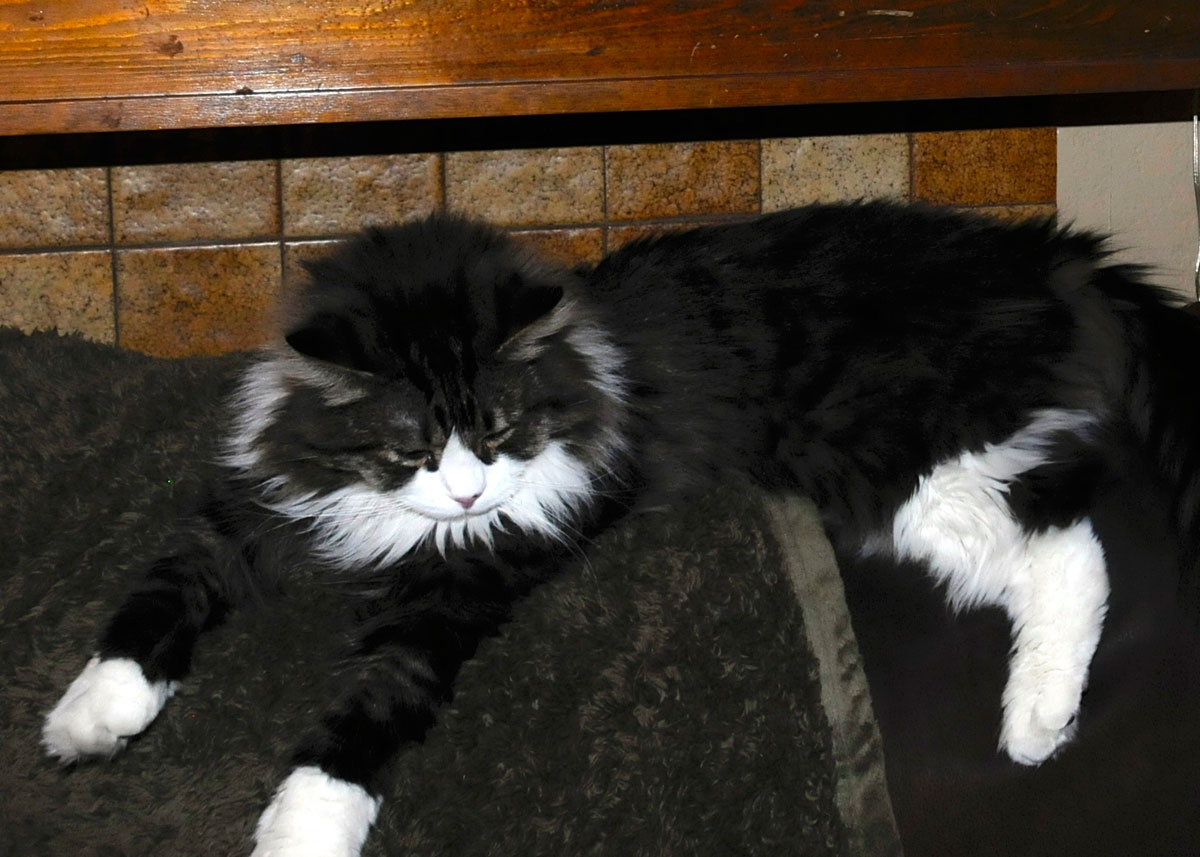 Spot Collins reclining on the couch.
