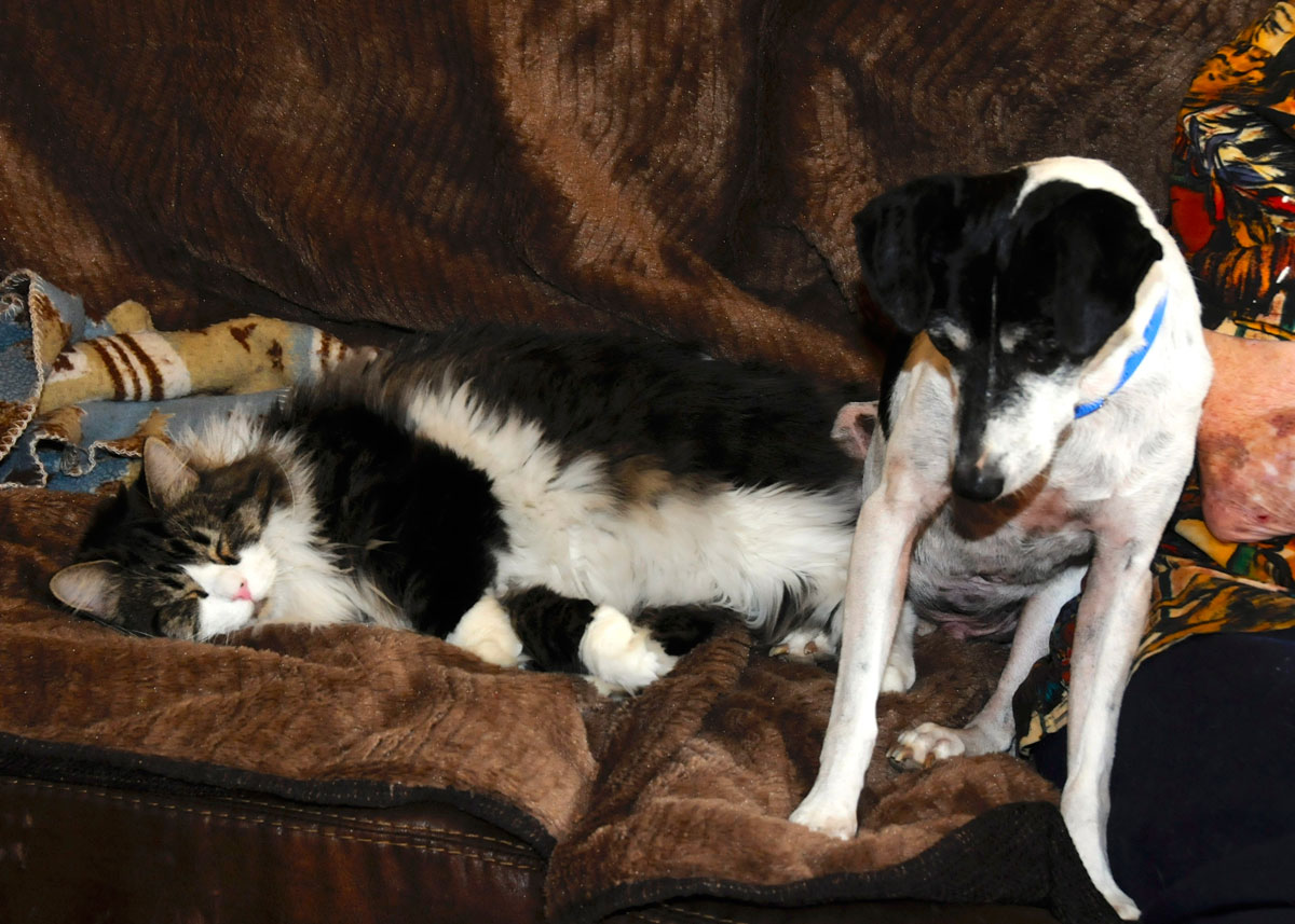 Spot Collins and Buddy on the couch.