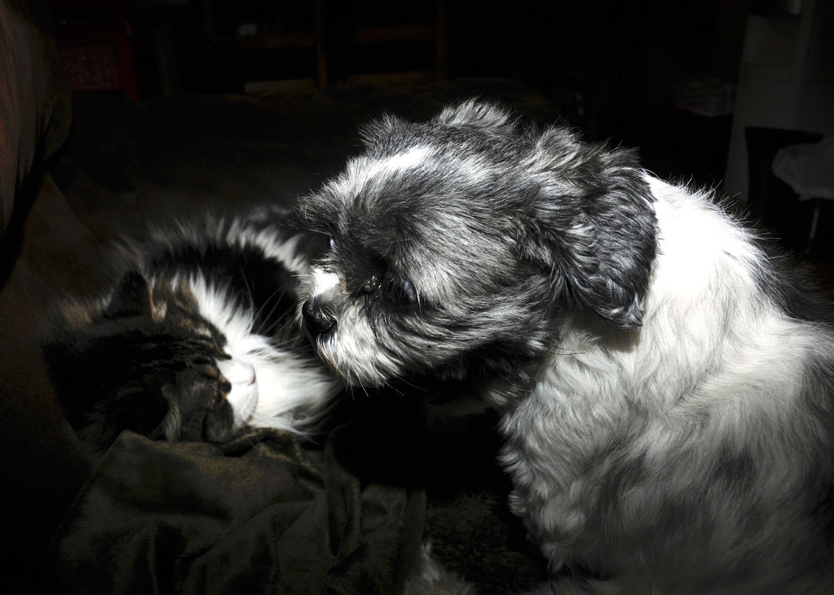 Face off with Flower and Spot Collins (11).