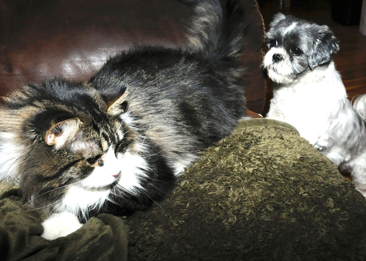 Face off with Flower and Spot Collins (3).