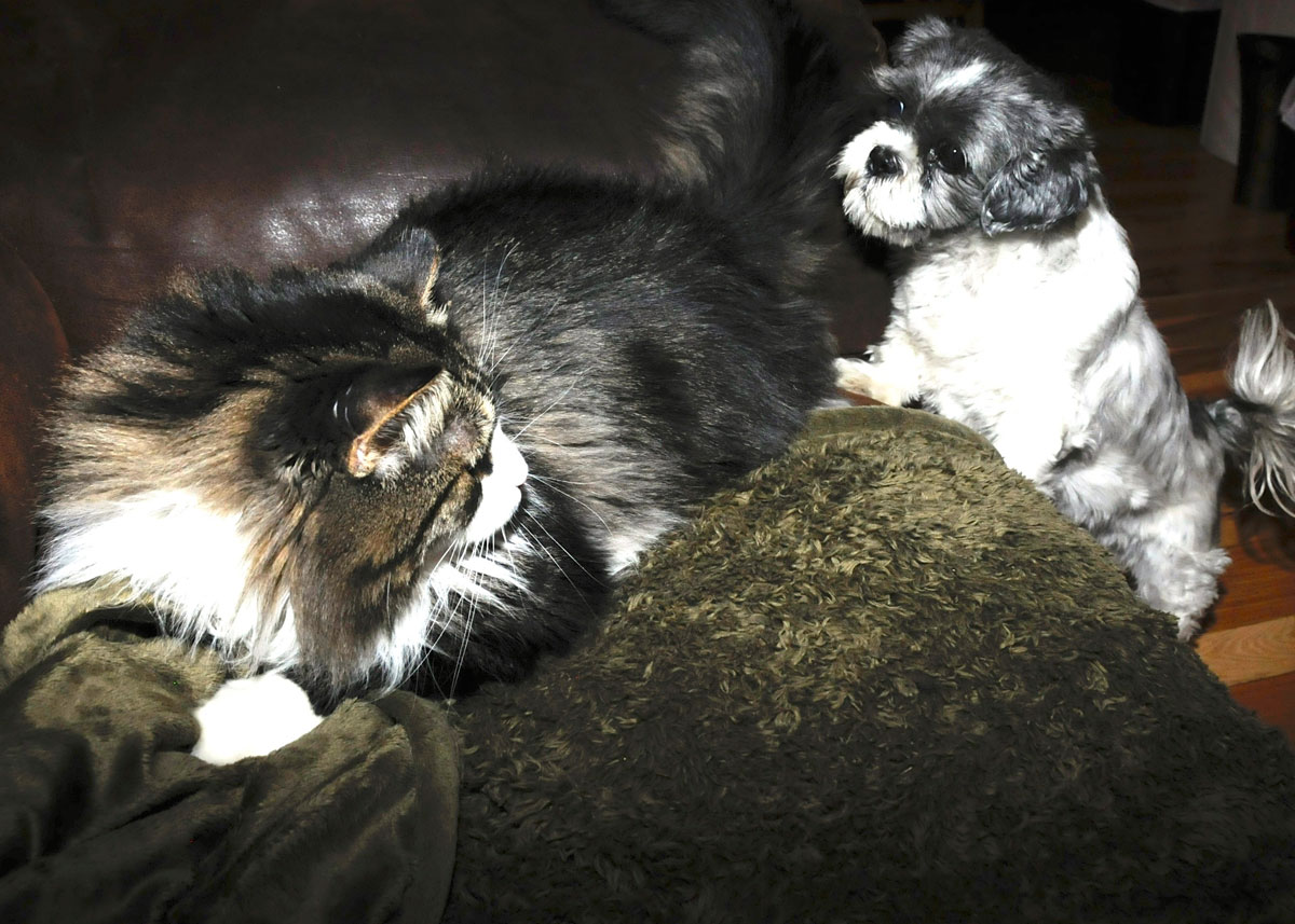 Face off with Flower and Spot Collins (4).