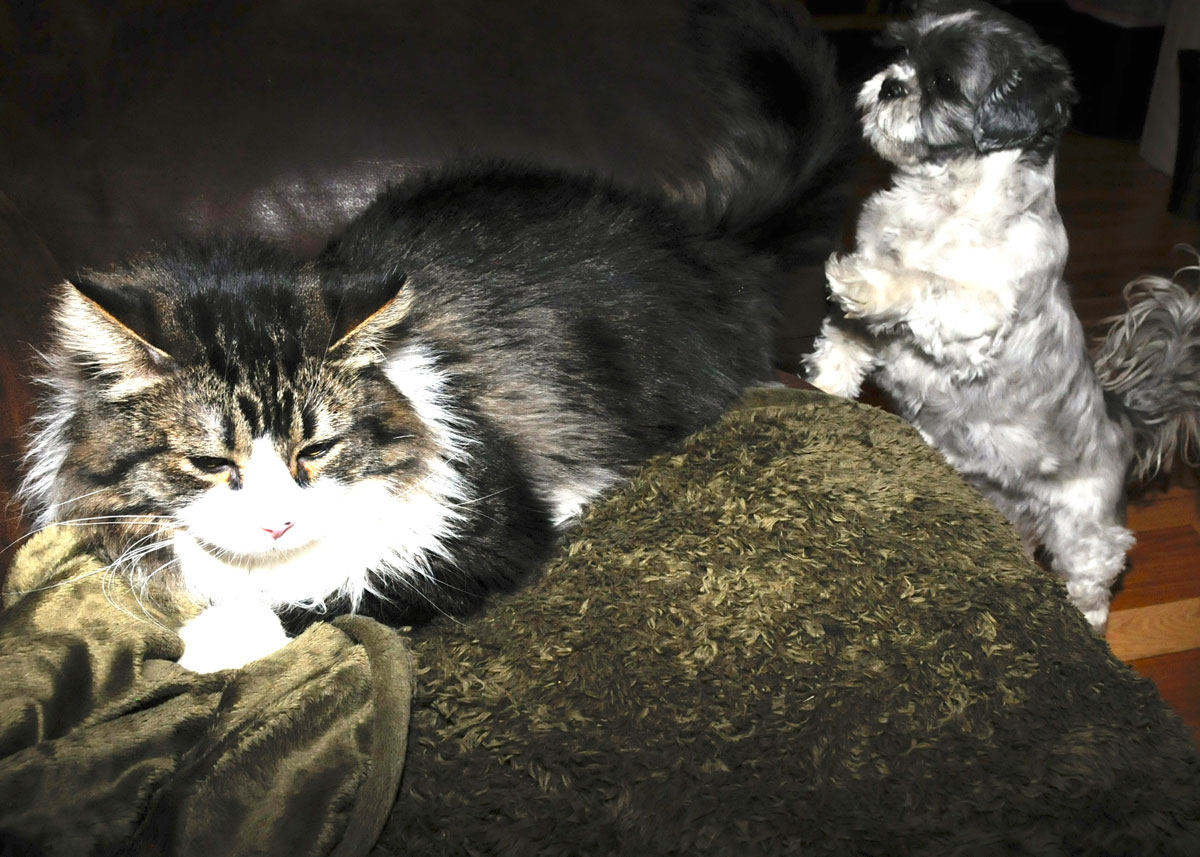 Face off with Flower and Spot Collins (5).