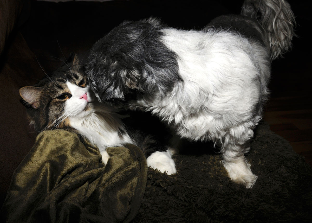 Flower and Spot chair stare down (8).