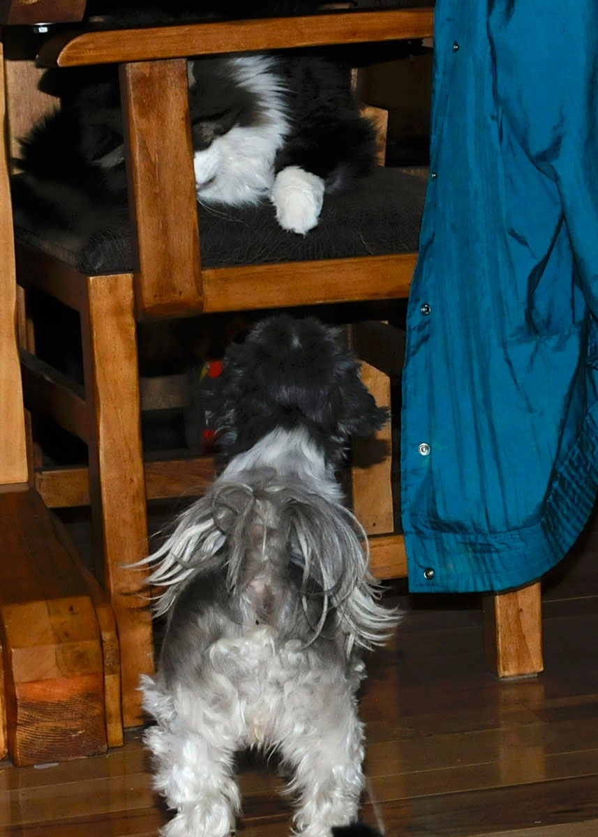 Flower and Spot chair stare down (1).