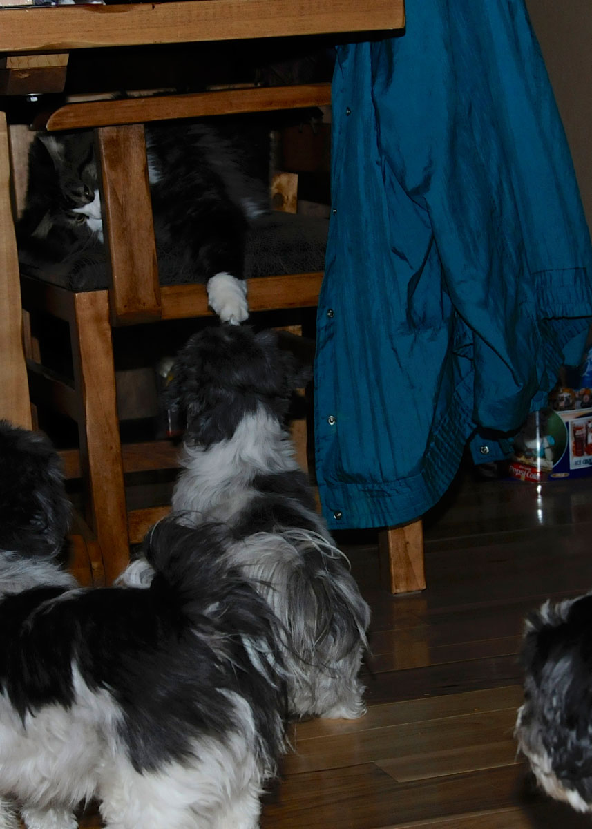 Flower and Spot chair stare down (2).