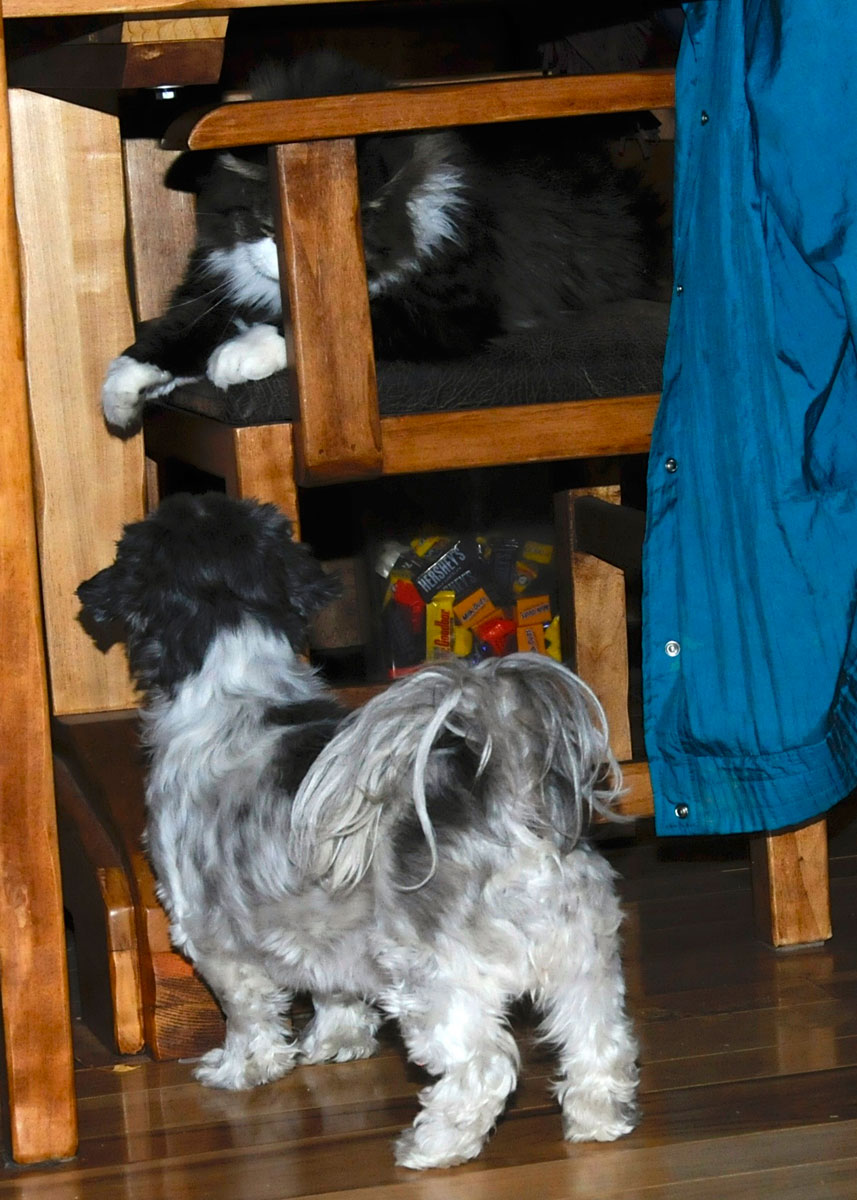 Flower and Spot chair stare down (3).