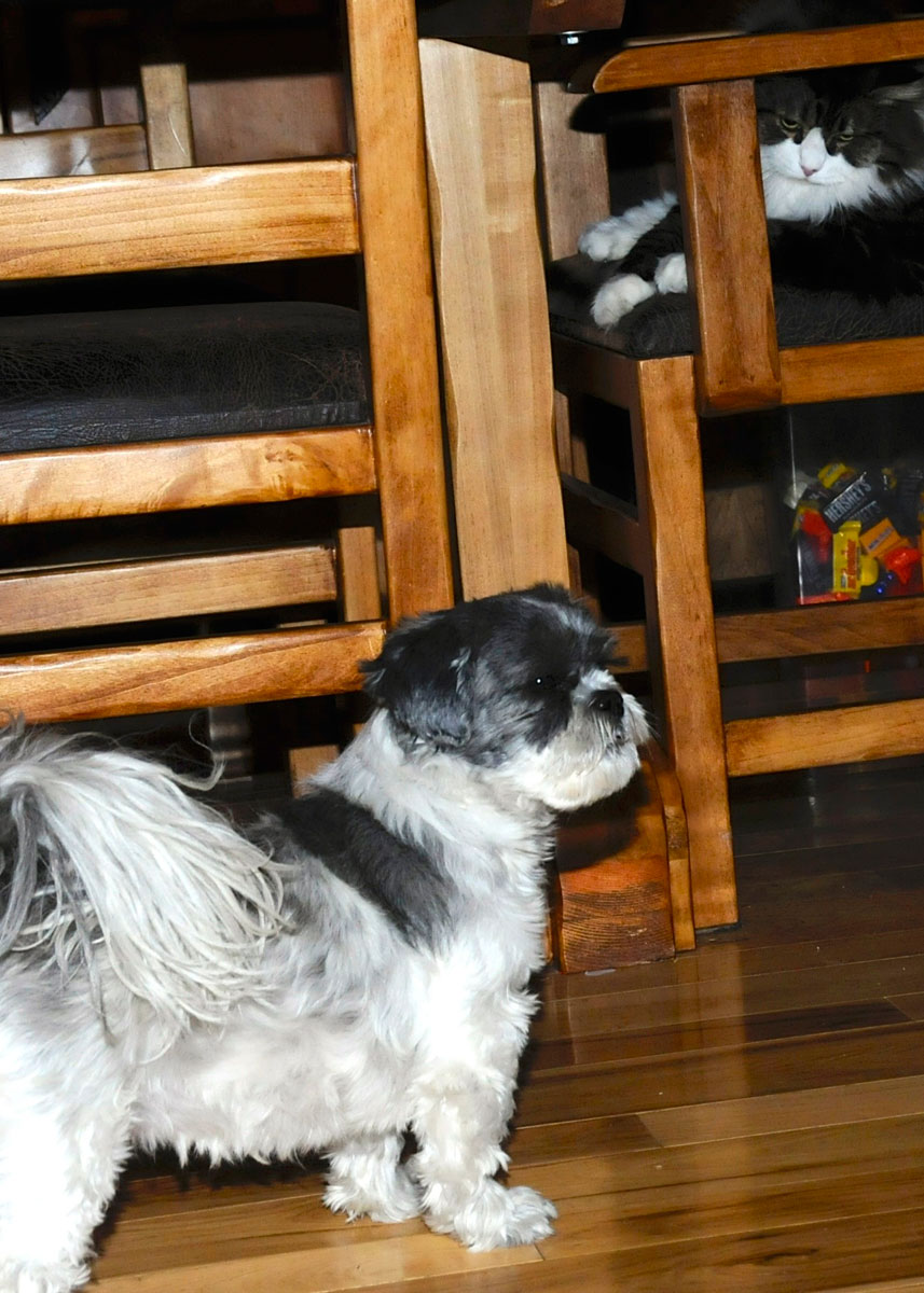 Flower and Spot chair stare down (5).