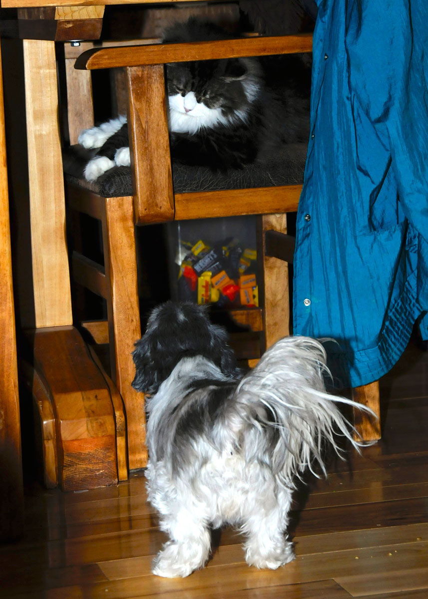 Flower and Spot chair stare down (1).