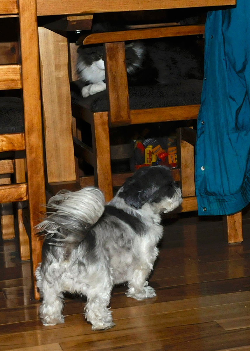 Flower and Spot chair stare down (7).