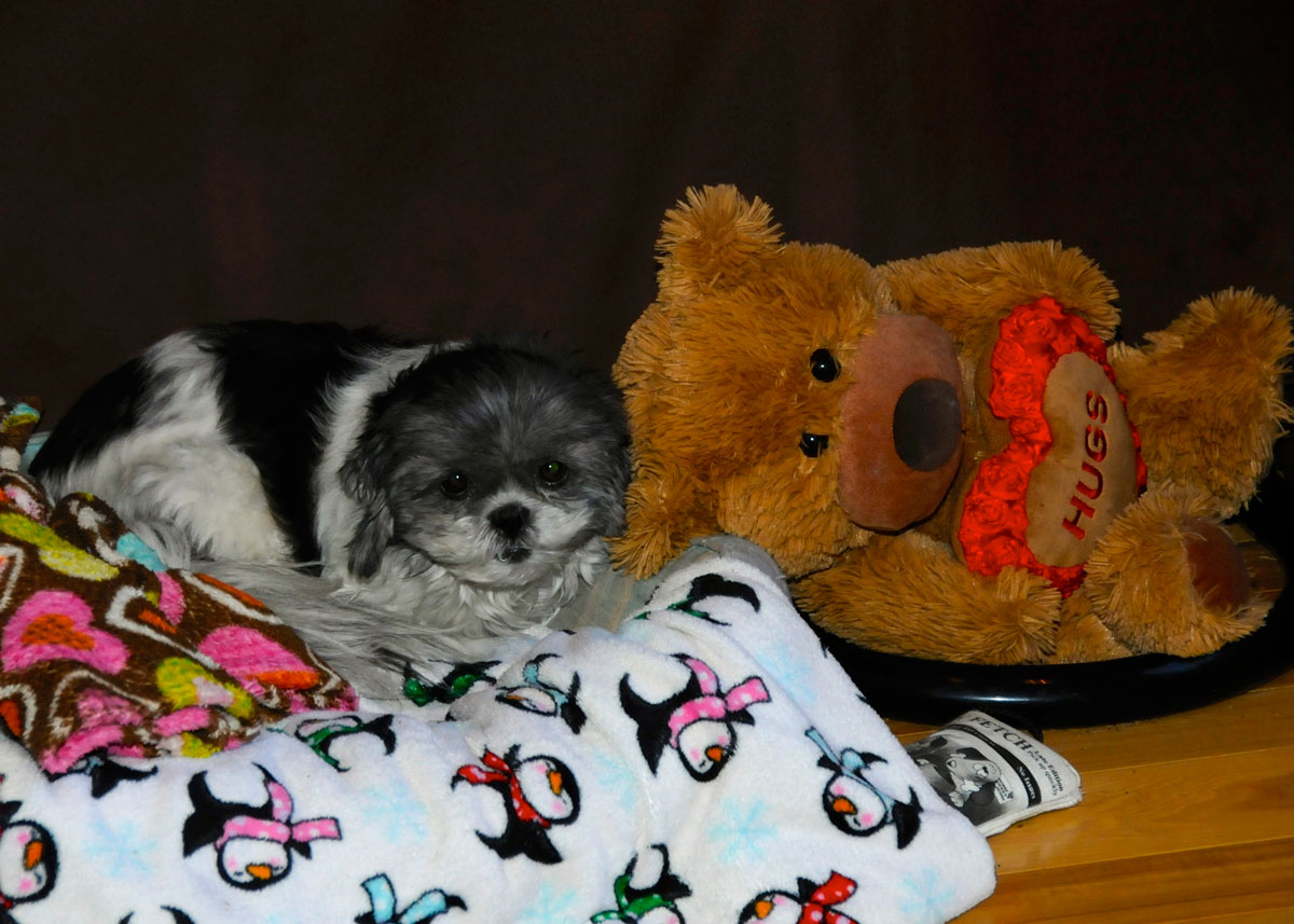 Candy and Mr. Bear.
