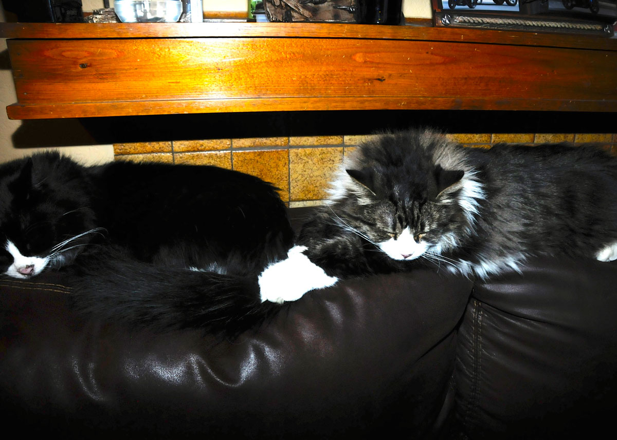 Panda and Spot Collins asleep on the back of couch.