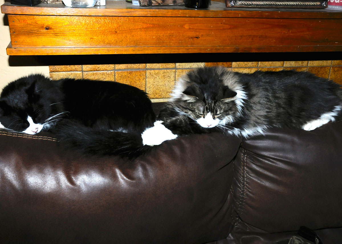 Spot and Panda sleeping on the couch.