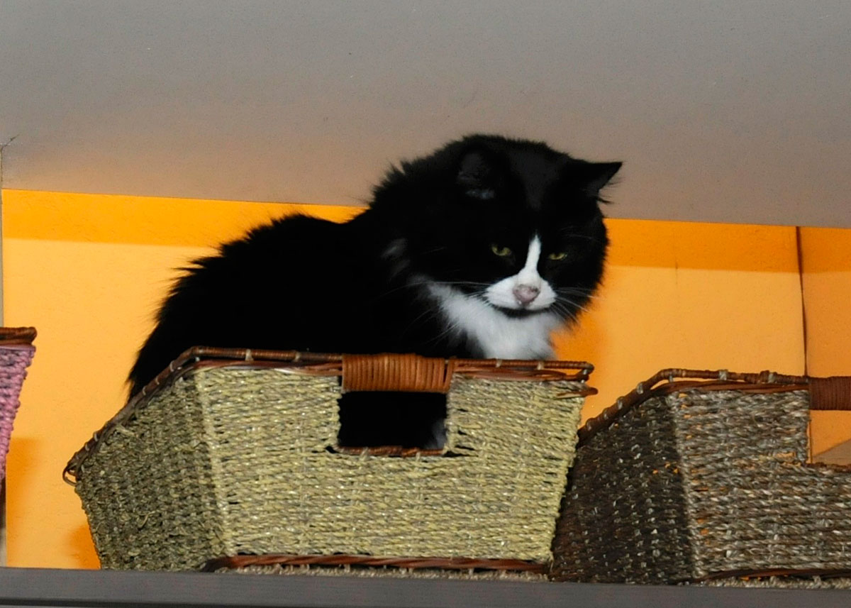 Panda in his basket (4)