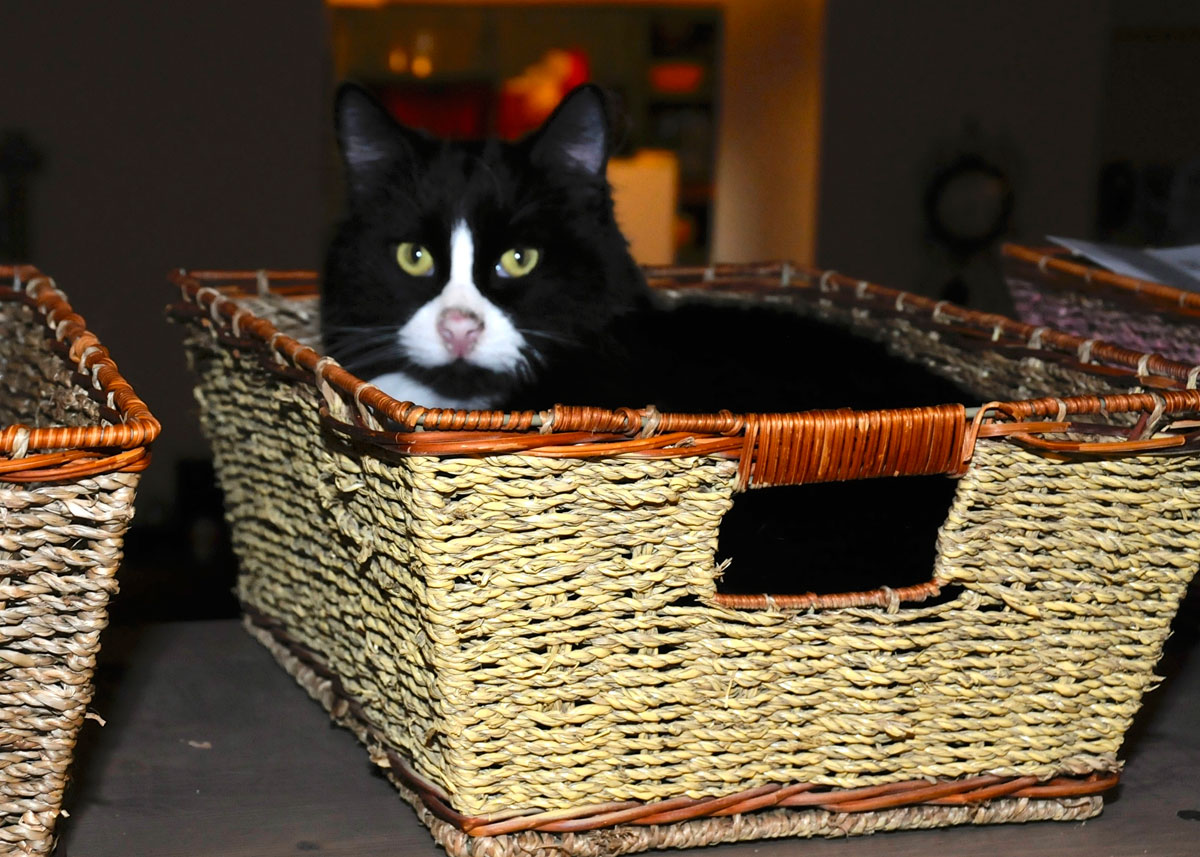 Panda in his basket.