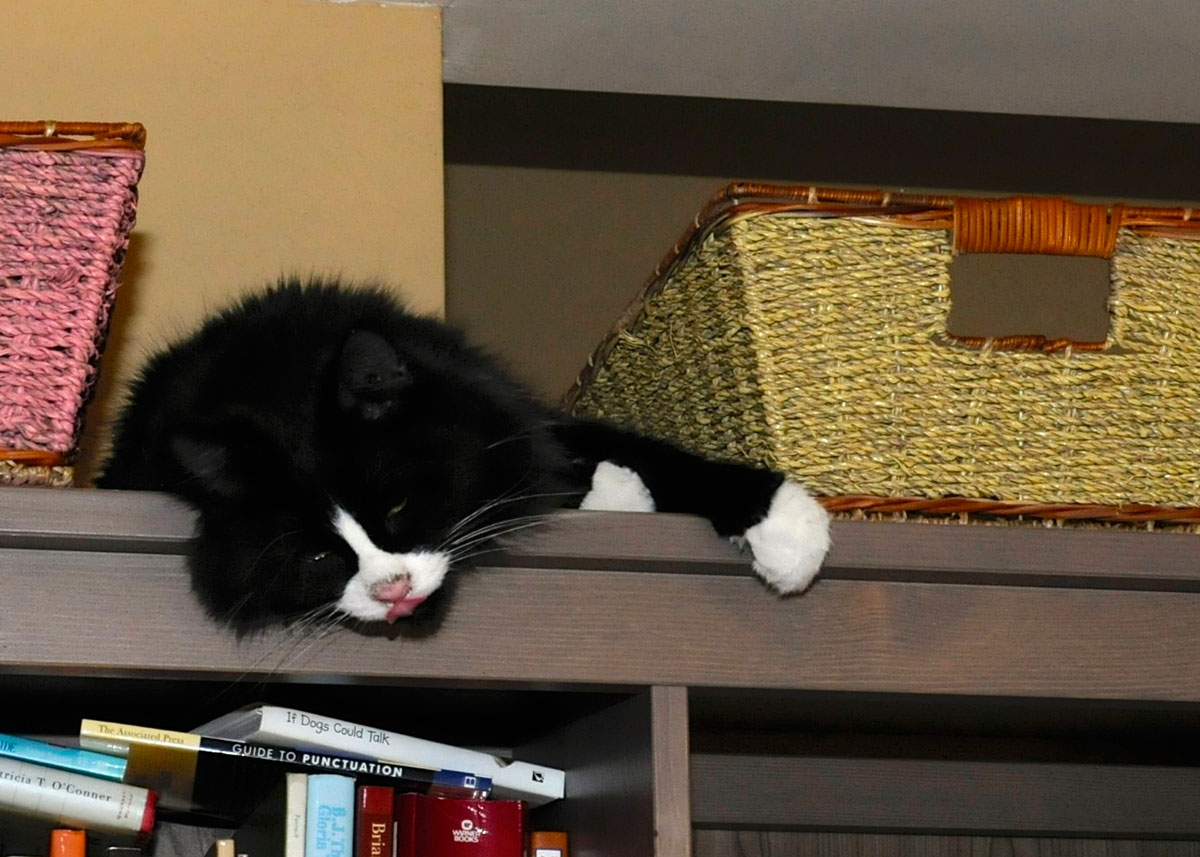 Panda on entertainment center.