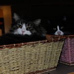 Spot and Panda in baskets