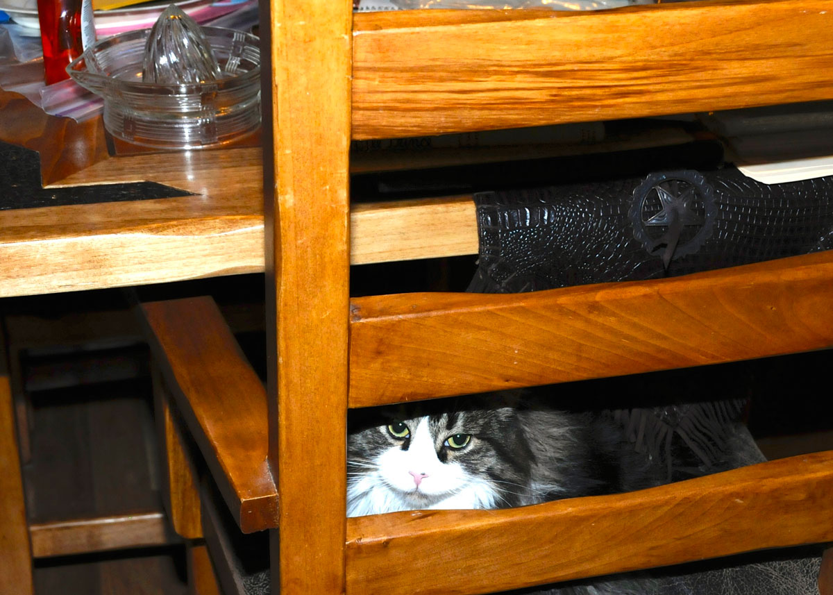 Can you see me?