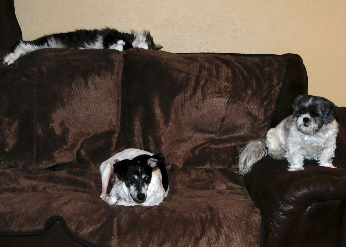 This couch was made for one — me, Flower!