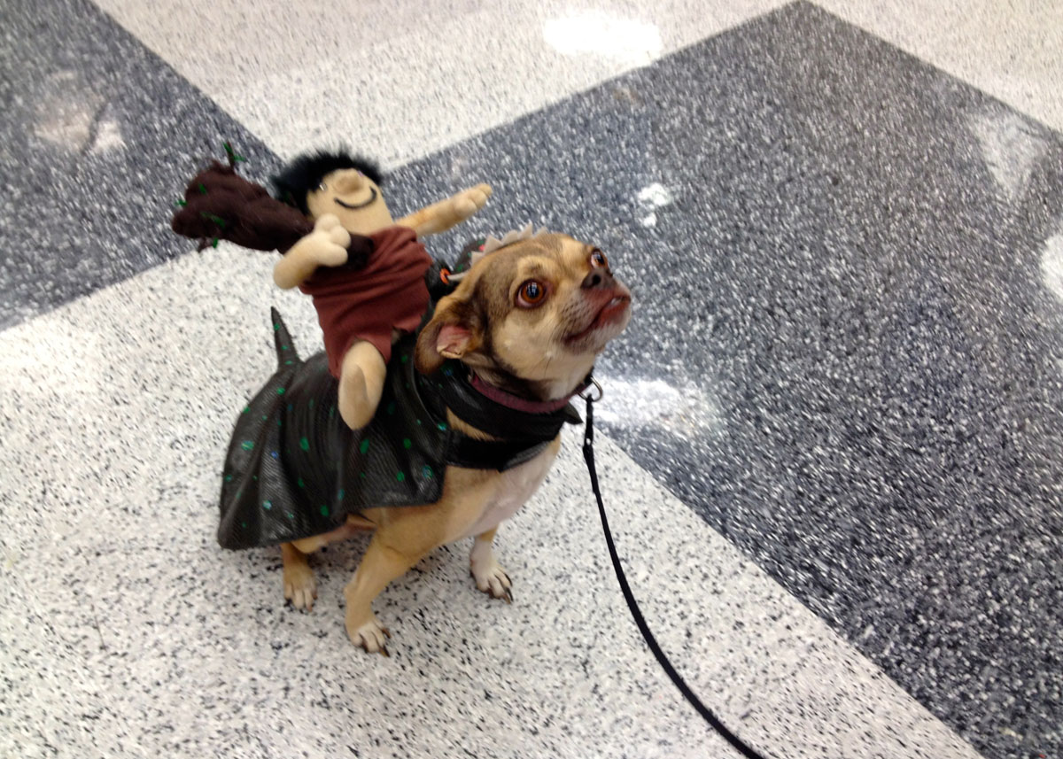 My favorite Halloween costume at Petco