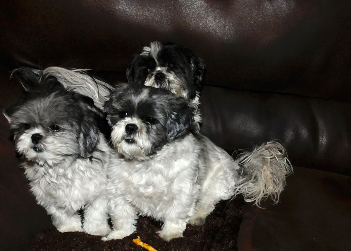 The three amigos — Candy, Flower, Dottie