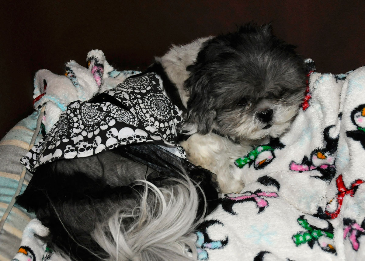 Candy on doggy bed