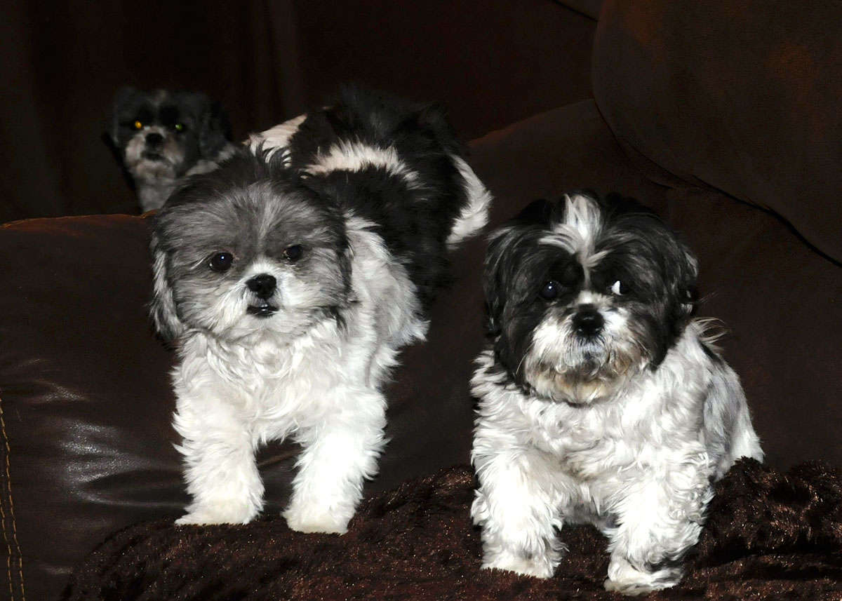 The gal pals, Candy, Dottie and Flower